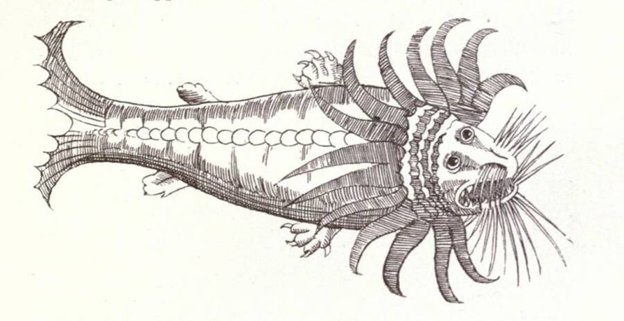 Bác sĩ người Thụy Sĩ Conrad Gessner sống vào thế kỷ 16 có vẽ một thủy quái đáng sợ.