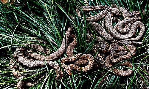 Điều này xuất phát từ việc trên đảo Rắn không có người sinh sống do có quá nhiều loài rắn độc sinh sống. Theo các chuyên gia, đảo Ilha da Queimada Grande có nhiều rắn đến mức trung bình mỗi mét vuông đất đảo sẽ có tới 5 con rắn.