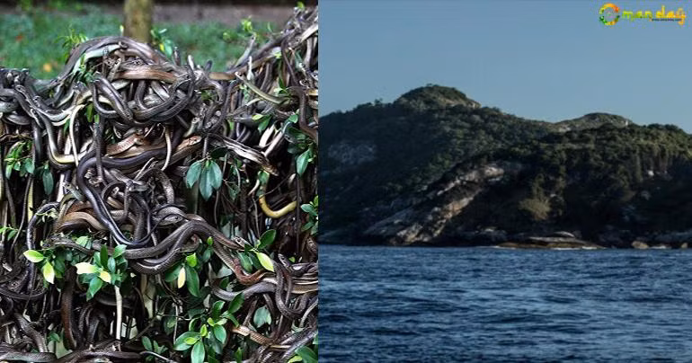 Đảo Ilha da Queimada Grande ở Brazil còn được gọi là đảo Rắn. Đây là một trong những nơi nguy hiểm nhất trên Trái đất.