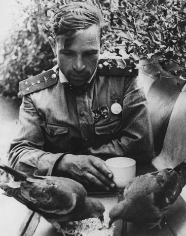 Trong lúc nghỉ ngơi, một binh sĩ Liên Xô cho chim bồ câu ăn.