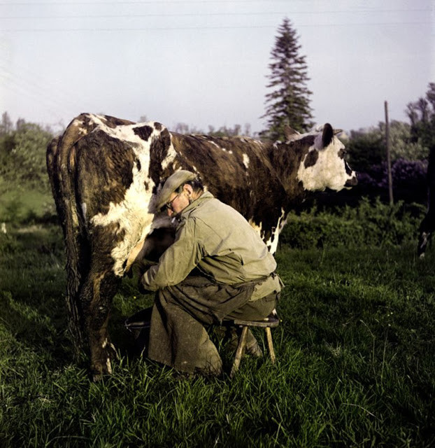 Người nông dân vắt sữa bò tại trang trại ở Normandy, Pháp.