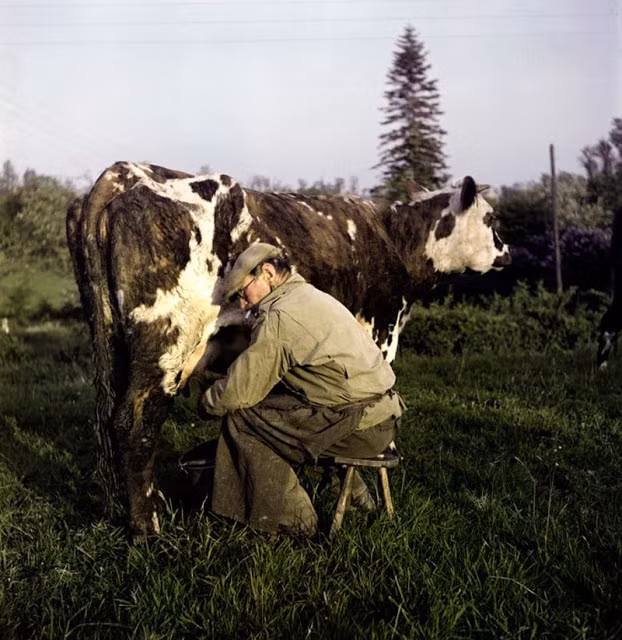 Người nông dân vắt sữa bò tại trang trại ở Normandy, Pháp.