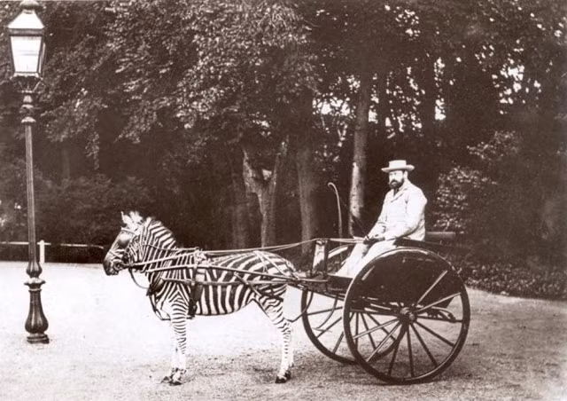 Một quý ông điều khiển cỗ xe do một con ngựa vằn kéo.
