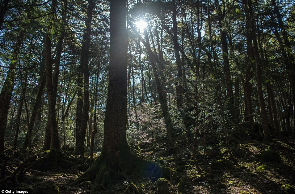 Tương truyền, một con "chim quỷ" có tên Tengu sống trong rừng Aokigahara. Sinh vật huyền bí này gây ra một số hiện tượng kỳ bí.