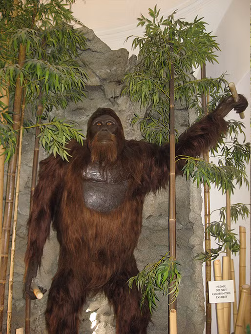 Đồng tác giả nghiên cứu Enrico Cappellini giải thích rằng, thông qua giải mã protein lấy từ men răng khoảng 2 triệu năm tuổi, các nhà khoa học có thể tự tin tái tạo lại mối quan hệ tiến hóa của các loài động vật đã tuyệt chủng từ lâu.