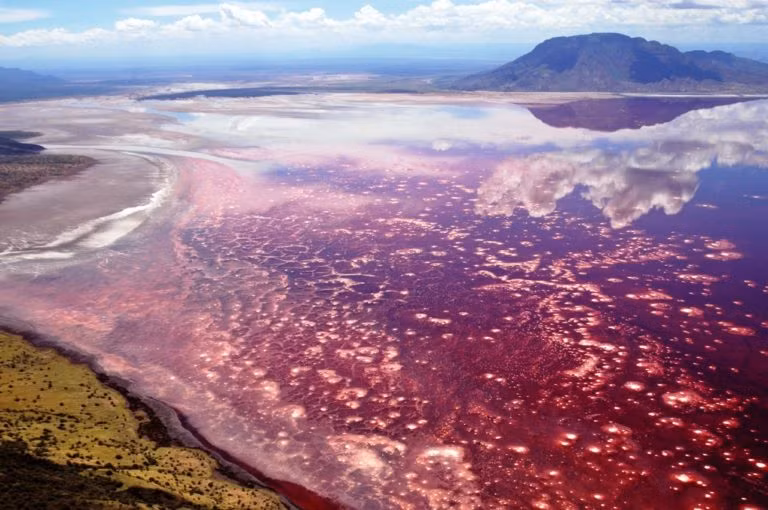 Một số loài động vật không may sảy chân rơi xuống hồ thì sẽ chết và xác của chúng cứng như đá.