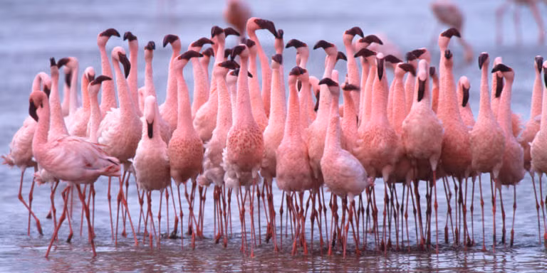 Theo đó, nhiều du khách ghé thăm hồ Natron để ngắm nhìn vẻ đẹp "chết chóc" và kỳ lạ của nơi này.