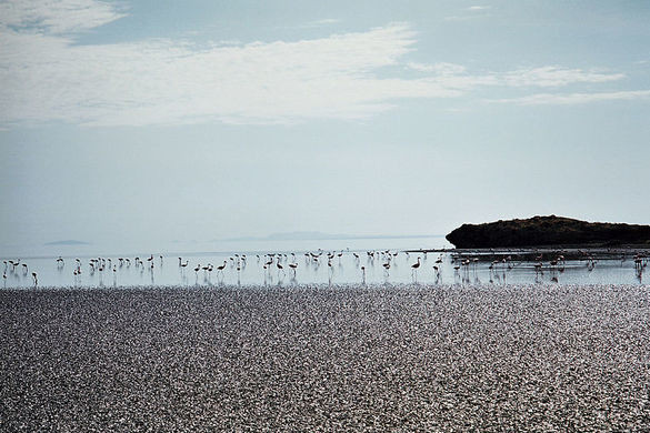 Với độ kiềm cao như trên, nhiều loài động vật không thể tồn tại ở hồ "tử thần" Natron.