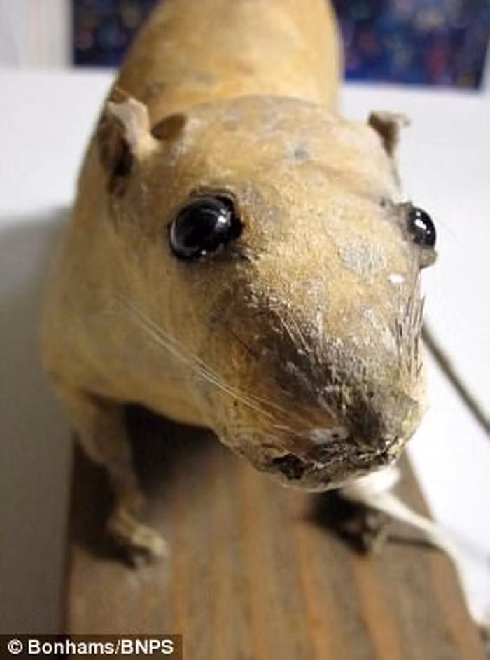 Khi lính Đức phát hiện những con chuột chết trên thì sẽ làm theo thói quen là ném chúng vào lò dẫn đến một vụ nổ lớn xảy ra.