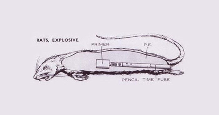 Giống như tên gọi, các nhà khoa học làm việc cho tình báo Anh bắt hàng trăm con chuột để biến chúng thành vũ khí nguy hiểm chết người.