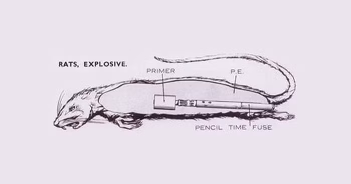 Giống như tên gọi, các nhà khoa học làm việc cho tình báo Anh bắt hàng trăm con chuột để biến chúng thành vũ khí nguy hiểm chết người.