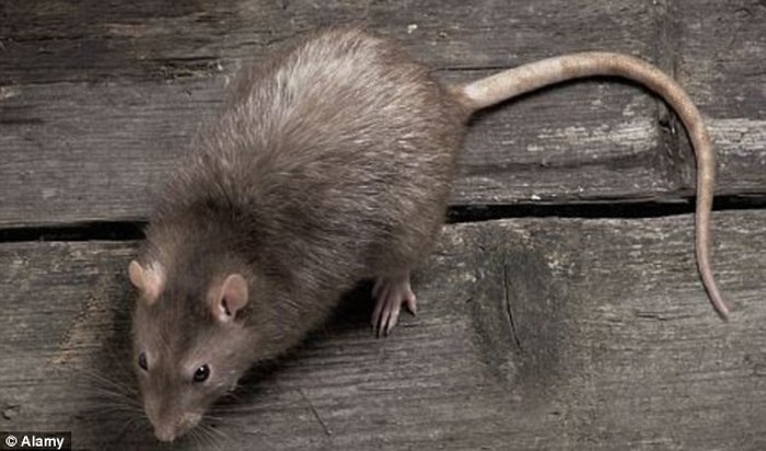 Vì vậy, sau khi phát số "bom chuột" trên, phát xít Đức ráo riết điều tra nhằm tịch thu và loại bỏ số vũ khí này trên khắp cả nước.