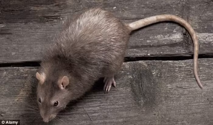 Vì vậy, sau khi phát số "bom chuột" trên, phát xít Đức ráo riết điều tra nhằm tịch thu và loại bỏ số vũ khí này trên khắp cả nước.