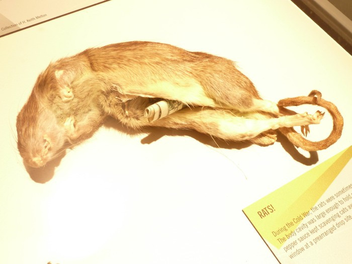 Đúng như kế hoạch, sau khi chuẩn bị sẵn sàng hàng trăm "bom chuột", các nhân viên tình báo Anh chuyển chúng lên một container để đưa tới Đức trước khi bố trí ở các mục tiêu quan trọng về kinh tế - quân sự của chính quyền Hitler.