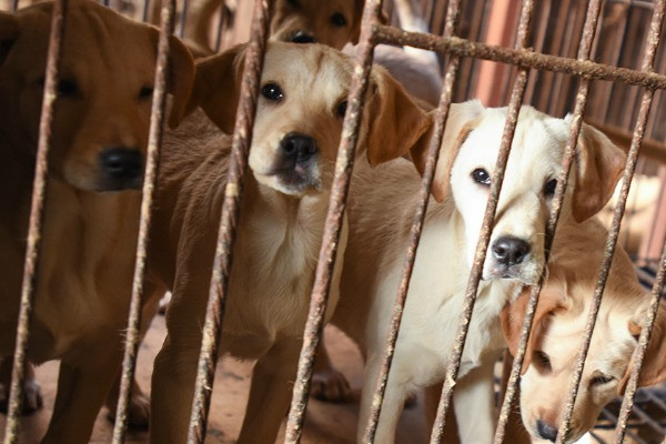 Vì vậy, xuất phát từ nhu cầu của người dân, thịt chó ở Hàn Quốc thường được chế biến thành các món hầm và hay được sử dụng trong mùa hè.