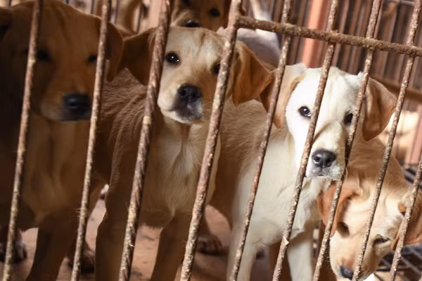 Vì vậy, xuất phát từ nhu cầu của người dân, thịt chó ở Hàn Quốc thường được chế biến thành các món hầm và hay được sử dụng trong mùa hè.