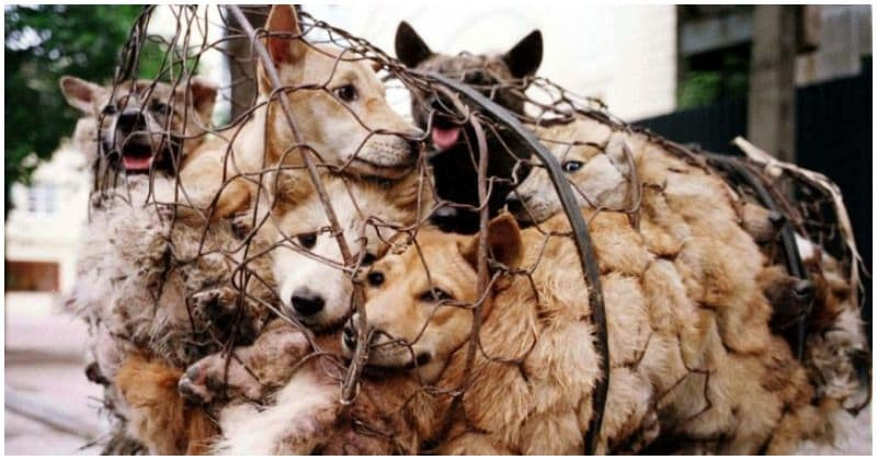 Cụ thể, thịt chó từ lâu được coi là một loại thực phẩm chữa bệnh ở Hàn Quốc. Theo quan niệm dân gian, thịt chó là món ăn giúp tăng cường khả năng sinh lý của đàn ông.