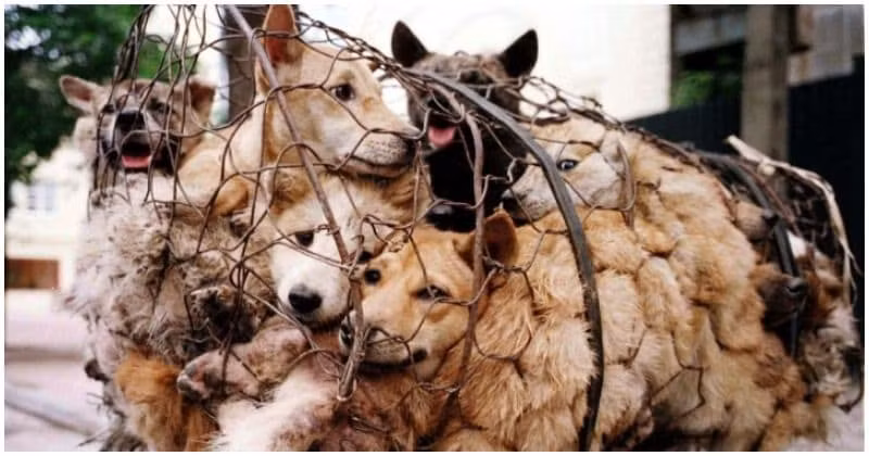 Cụ thể, thịt chó từ lâu được coi là một loại thực phẩm chữa bệnh ở Hàn Quốc. Theo quan niệm dân gian, thịt chó là món ăn giúp tăng cường khả năng sinh lý của đàn ông.