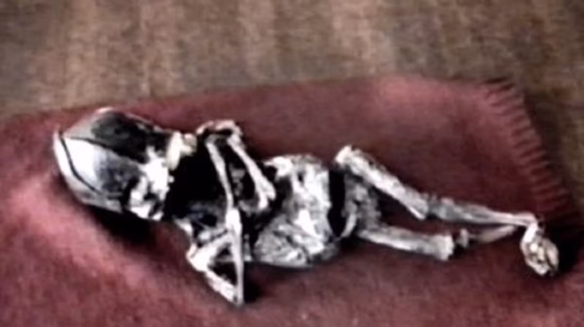 Khi ấy, những người xung quanh tò mò muốn xem bà Prosvirina đang bế thứ gì. Bà nói rằng đó là con trai Alexey.