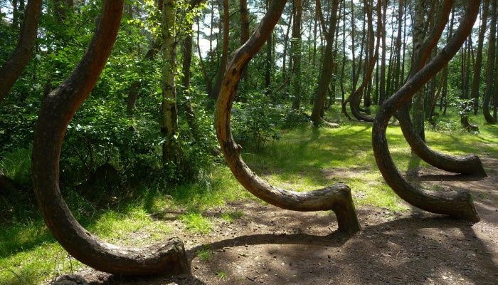 Thậm chí, có người tự dưng xuất hiện những vết phát ban trên cơ thể hay có những vết trầy xước bí ẩn dù không bị ngã hay va quệt vào đâu. Kỳ lạ hơn, có người kể rằng bản thân mất ý thức về thời gian khi ở trong rừng Hoia Baciu. Theo đó, khi ra khỏi rừng thì mọi việc trở lại bình thường.