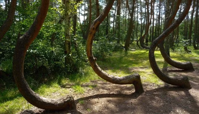 Thậm chí, có người tự dưng xuất hiện những vết phát ban trên cơ thể hay có những vết trầy xước bí ẩn dù không bị ngã hay va quệt vào đâu. Kỳ lạ hơn, có người kể rằng bản thân mất ý thức về thời gian khi ở trong rừng Hoia Baciu. Theo đó, khi ra khỏi rừng thì mọi việc trở lại bình thường.