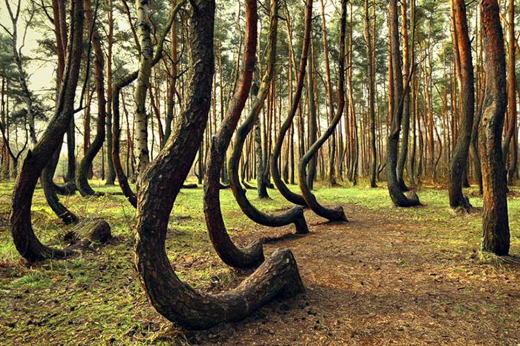 Những hiện tượng kỳ bí khác xảy ra tại khu rừng Hoia Baciu cũng chưa tìm ra lời giải dù giới khoa học nỗ lực nghiên cứu giải đáp trong những năm qua.