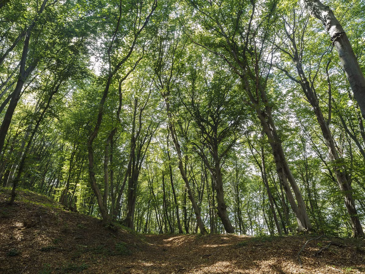 Là nơi xảy ra một số hiện tượng kỳ bí, khó giải mã, rừng Hoia Baciu trở thành địa điểm thu hút sự tò mò của du khách cũng như các nhà khoa học, nhà thám hiểm đến trải nghiệm và khám phá.