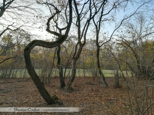 Trước sự việc bí ẩn này, một giả thuyết cho rằng ánh sáng và giọng nói kỳ bí trên có khả năng là liên quan đến người ngoài hành tinh và UFO.