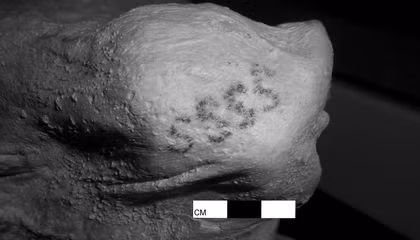 Trong khi đó, xác ướp nữ giới có tên Gebelein. Các nhà khoa học phát hiện ra những hình xăm hình chữ S chạy dọc ở vai phải của xác ướp. Hình xăm này giống chiếc gậy baton biểu tượng cho quyền lực thời cổ đại cũng được tìm thấy trên cơ thể Gebelein.