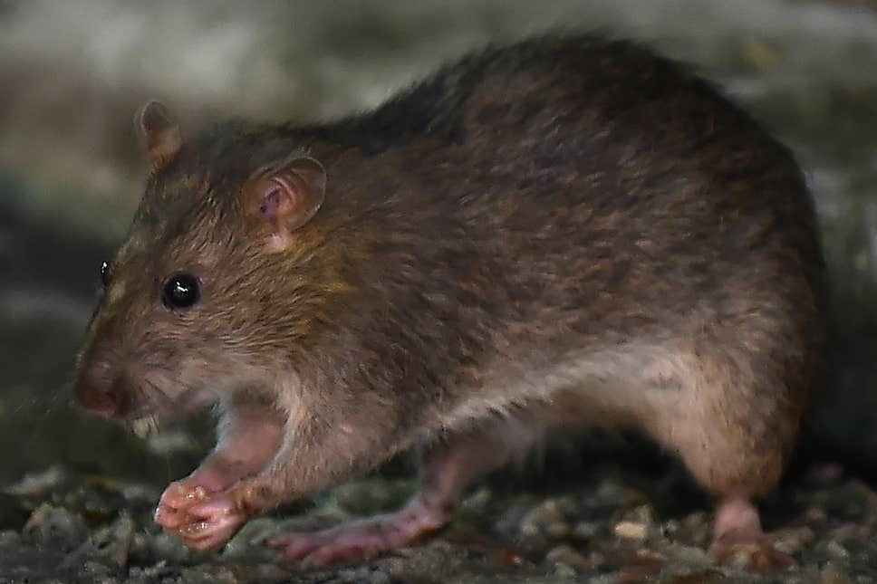 Kết quả là những con chuột bị sức nóng của lửa làm cho hoảng loạn, vội vã tìm lối thoát sẽ theo bản năng sẽ gặm nhấm cơ thể của phạm nhân.