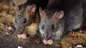 Người ta sẽ cho bắt những con chuột lại và nhốt vào trong một chiếc lồng.