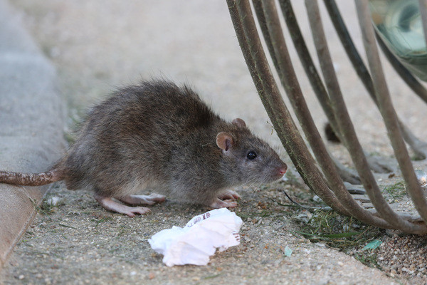 Cuối cùng, phạm nhân chết trong đau đớn khi bị tra tấn cả về thể xác lẫn tinh thần. Mời quý độc giả xem video: Phẫn nộ vụ cô gái làm thuê bị chủ tra tấn (nguồn: VTC Now).