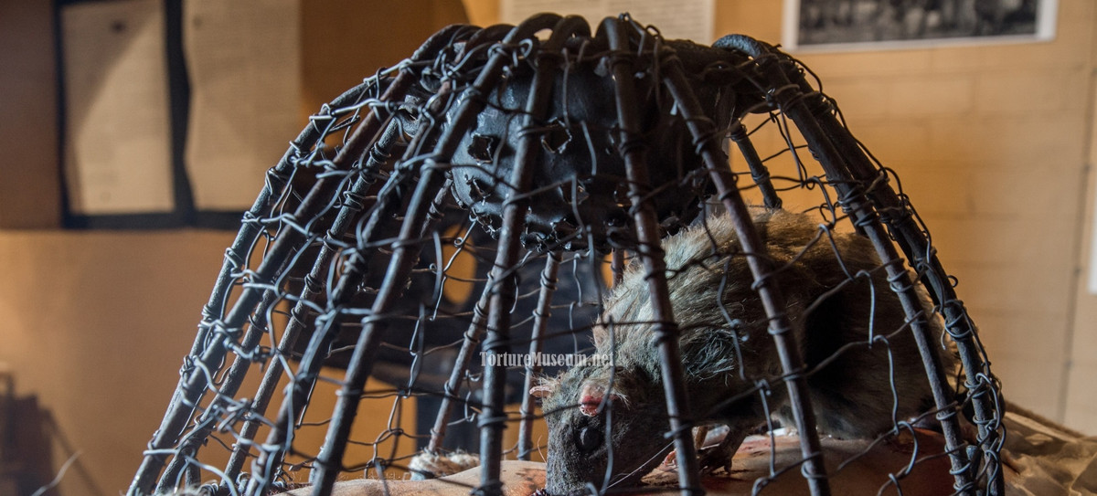 Lịch sử châu Âu ghi nhận nhiều phương pháp tra tấn rùng rợn được các nước sử dụng từ hàng trăm, hàng ngàn năm trước. Trong số này có phương pháp tra tấn bằng chuột hết sức ghê rợn.