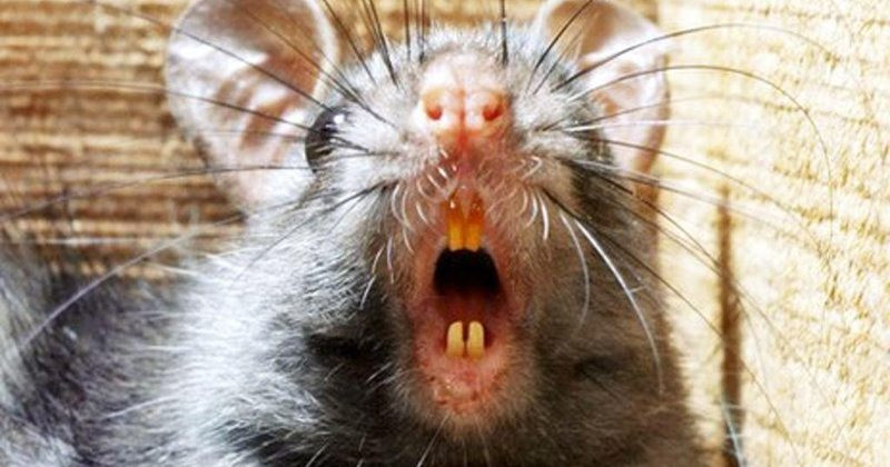 Giống như tên gọi, phương pháp tra tấn này sử dụng những con chuột để gây đau đớn cả về mặt thể xác lẫn tinh thần cho phạm nhân.