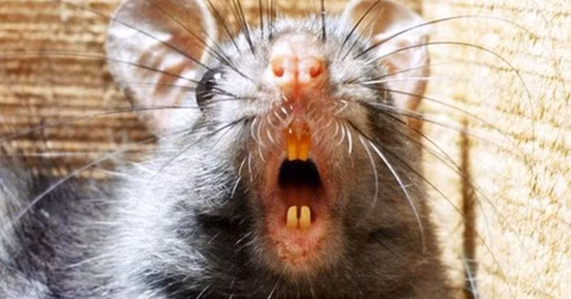 Giống như tên gọi, phương pháp tra tấn này sử dụng những con chuột để gây đau đớn cả về mặt thể xác lẫn tinh thần cho phạm nhân.