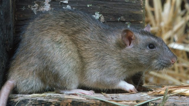 Kiểu tra tấn này cũng khiến phạm nhân bị giày vò về tinh thần khiến họ trở nên hoảng loạn, sợ hãi.