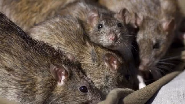 Phạm nhân sẽ bị trói chặt chân tay vào một chiếc bàn. Kế đến, người ta sẽ bỏ những con chuột vào trong một chiếc chụp kim loại.