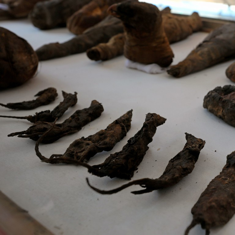 Nhiều người không khỏi tò mò loài chuột đóng vai trò quan trọng gì trong đời sống tôn giáo của người Ai Cập mà được ướp xác rồi đặt cẩn thận trong mộ cùng với người chết và những xác ướp động vật khác.