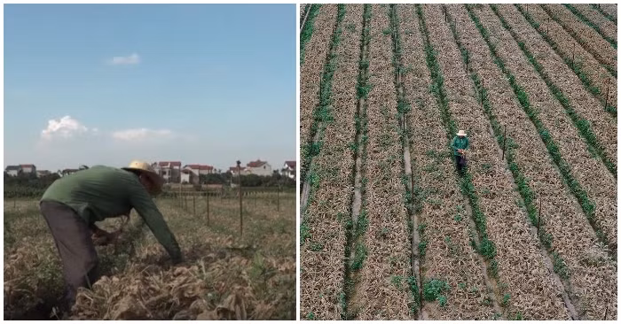 6. Lần đầu tiên nông dân bị phạt vì dùng thuốc bảo vệ thực vật lậu: Đó là anh Nguyễn Văn Giới và anh Đàm Văn Chanh (Mê Linh, Hà Nội) bị xử phạt mỗi người 1,5 triệu đồng. Hai người khai nhận mua thuốc trừ sâu tại chợ Yên (xã Tiền Phong) để phun vào ruộng rau nhà mình, tuy nhiên những loại thuốc trừ sâu này không nằm trong danh mục thuốc BVTV được phép sử dụng tại Việt Nam. UBND xã Tráng Việt đã yêu cầu hai nông dân viết cam kết không tái phạm, tiêu hủy ruộng rau đã bị phun thuốc BVTV lậu.