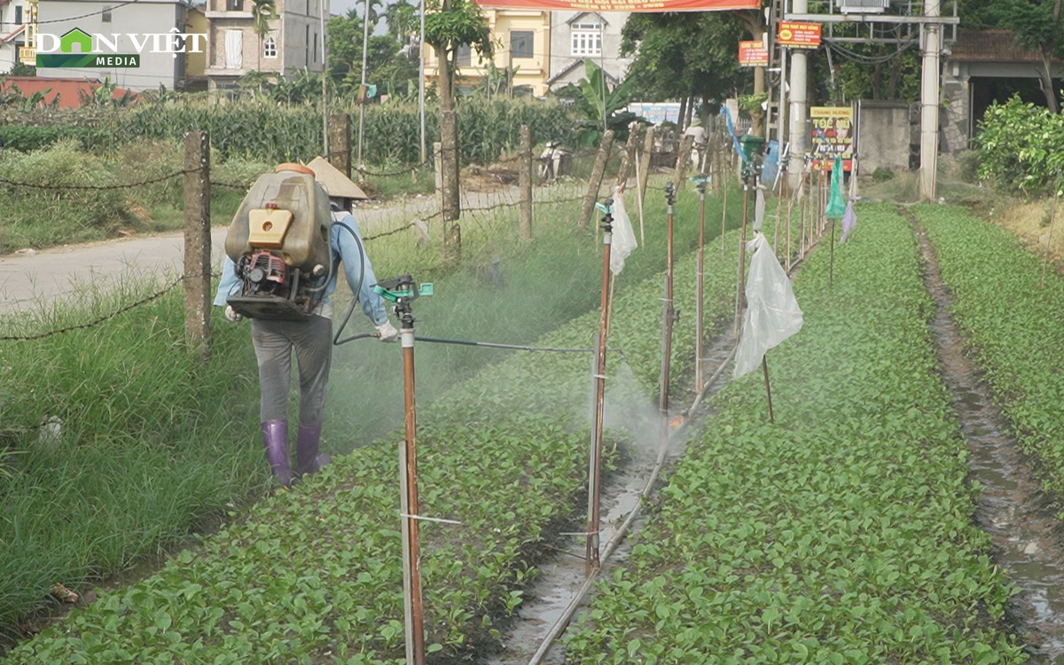 Dư luận cho rằng, việc kiểm tra, quản lý sử dụng thuốc BVTV được giao cho chính quyền cấp xã, phường thực hiện. Tuy nhiên, việc xử phạt người sử dụng chỉ là phần ngọn, để giải quyết gốc rễ vấn đề thuốc BVTV nhập lậu phải phụ thuộc vào nhiều cơ quan chức năng và đặc biệt là ý thức của người dân.