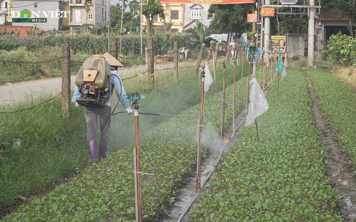 Dư luận cho rằng, việc kiểm tra, quản lý sử dụng thuốc BVTV được giao cho chính quyền cấp xã, phường thực hiện. Tuy nhiên, việc xử phạt người sử dụng chỉ là phần ngọn, để giải quyết gốc rễ vấn đề thuốc BVTV nhập lậu phải phụ thuộc vào nhiều cơ quan chức năng và đặc biệt là ý thức của người dân.