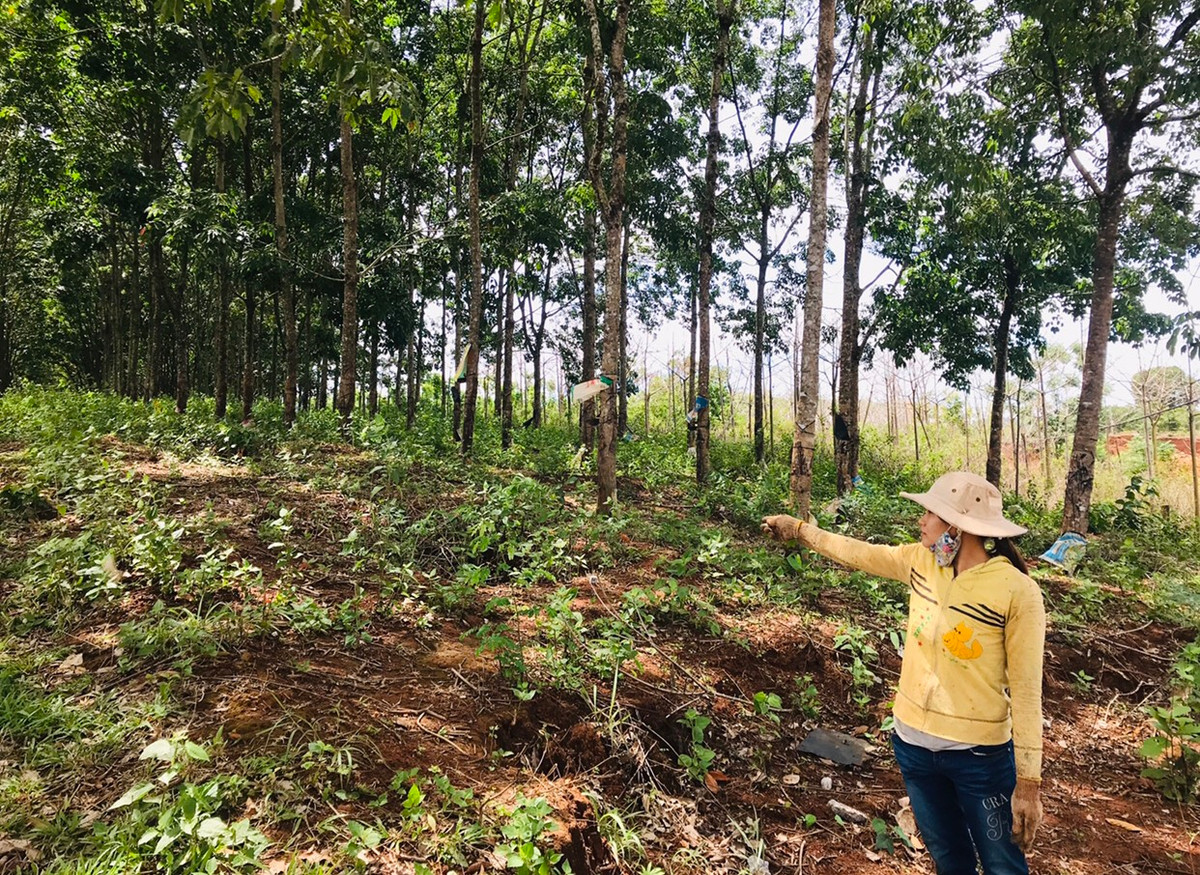 Cong ty Song Da – Ia Grang bi to no min lam thuy dien anh huong dan-Hinh-3