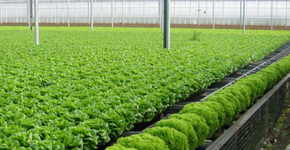 Thoái vốn tại Sky Life Farms, Sao Thái Dương chi 156 tỷ "đẻ" công ty con khác - Hình 2 Thoai von tai Sky Life Farms, Sao Thai Duong chi 156 ty