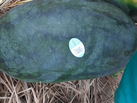 Dua hau o Quang Nam phai dan tem Trung Quoc: Nong dan se co loi?-Hinh-2