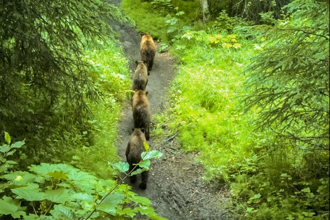  Rover’s Run (Mỹ): Tuyến đường đạp xe nằm ở Alaska này có khung cảnh hùng vĩ nhưng đầy rủi ro. Du khách có thể sẽ chạm mặt với những con gấu nâu hung dữ và bị tấn công. Ảnh: ADN.