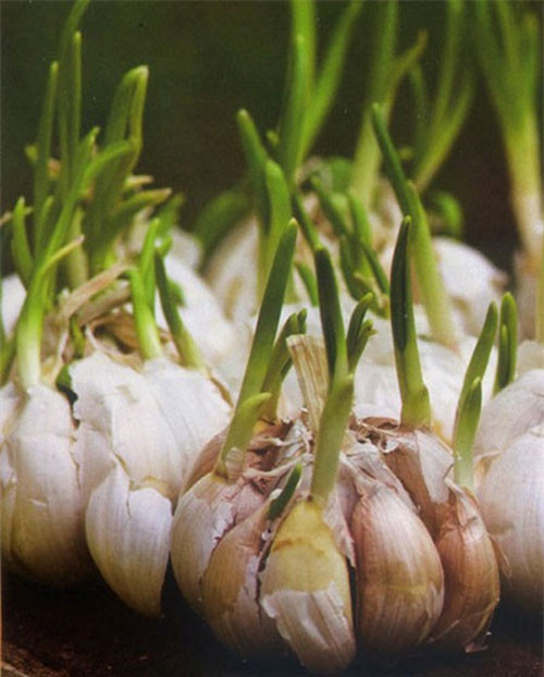 Tăng cường hệ thống miễn dịch. Nếu bạn thường xuyên bị cảm lạnh và ho hoặc nhiễm trùng thì tỏi là một phương thuốc hữu hiệu. Đó là bởi vì mầm tỏi, đặc biệt là loại đã mọc mầm 5 ngày, cung cấp cho cơ thể chất chống oxy hóa, tiêu diệt sự nhiễm trùng cho các tế bào trong cơ thể. 