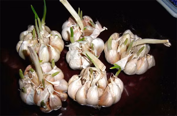 Những chất chống oxy hóa lần lượt tăng cường hệ thống miễn dịch của bạn bằng cách bảo vệ các tế bào rất có tác dụng diệt nhiễm trùng. 