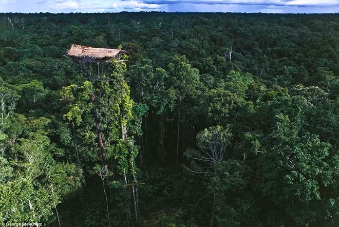 Một ngôi nhà của người thuộc bộ tộc Korowai trong rừng sâu ở tỉnh Papua, Indonesia. Đến năm 1970, bộ tộc Korowai mới biết họ không phải là bộ tộc duy nhất tồn tại trên thế giới. Do sống tách biệt với nền văn minh bên ngoài nên cuộc sống của họ không khác nhiều so với thời kỳ nguyên thủy. Giới nghiên cứu cho rằng họ từng có tục ăn thịt người, nhưng ngày nay hủ tục ấy không còn tồn tại. Ảnh: Daily Mail.