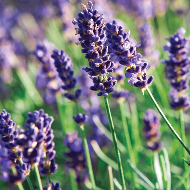 Thời điểm tham quan tốt nhất là từ cuối tháng 4 cho đến cuối tháng 7.