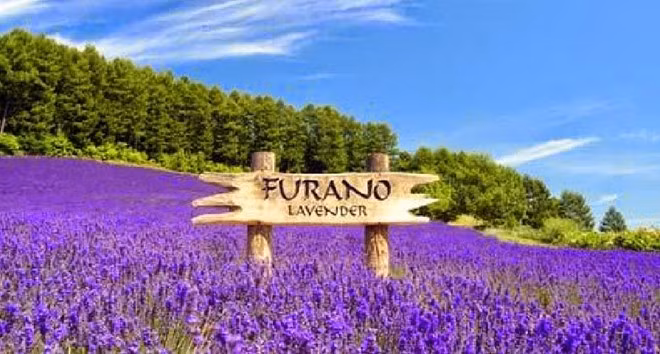 3. Thung lũng hoa Furano - Hokkaido (Nhật Bản) được xem là nơi có những thảm hoa được trồng theo phong cách "cầu vồng".